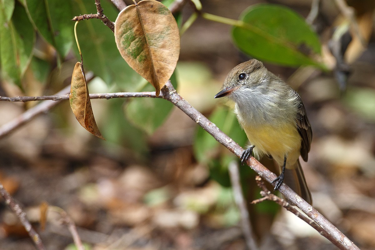 Galapagos Flycatcher - Anonymous
