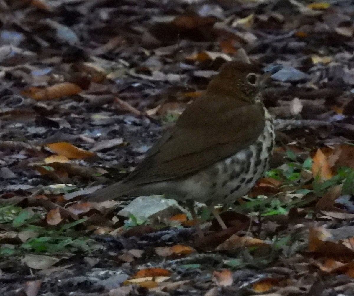 EBird Checklist 9 Oct 2023 Paynes Prairie Preserve SP Camps Canal