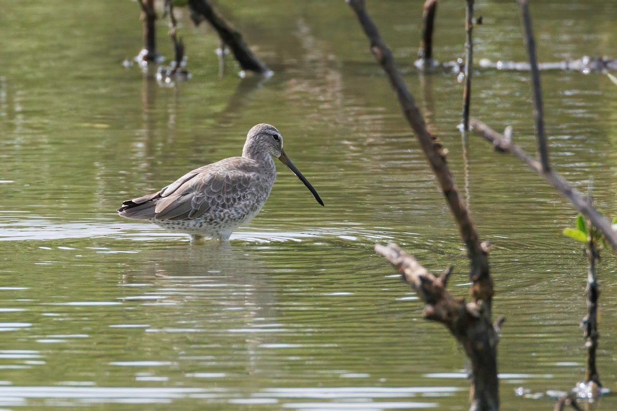 Long-billed Dowitcher - ML609762713