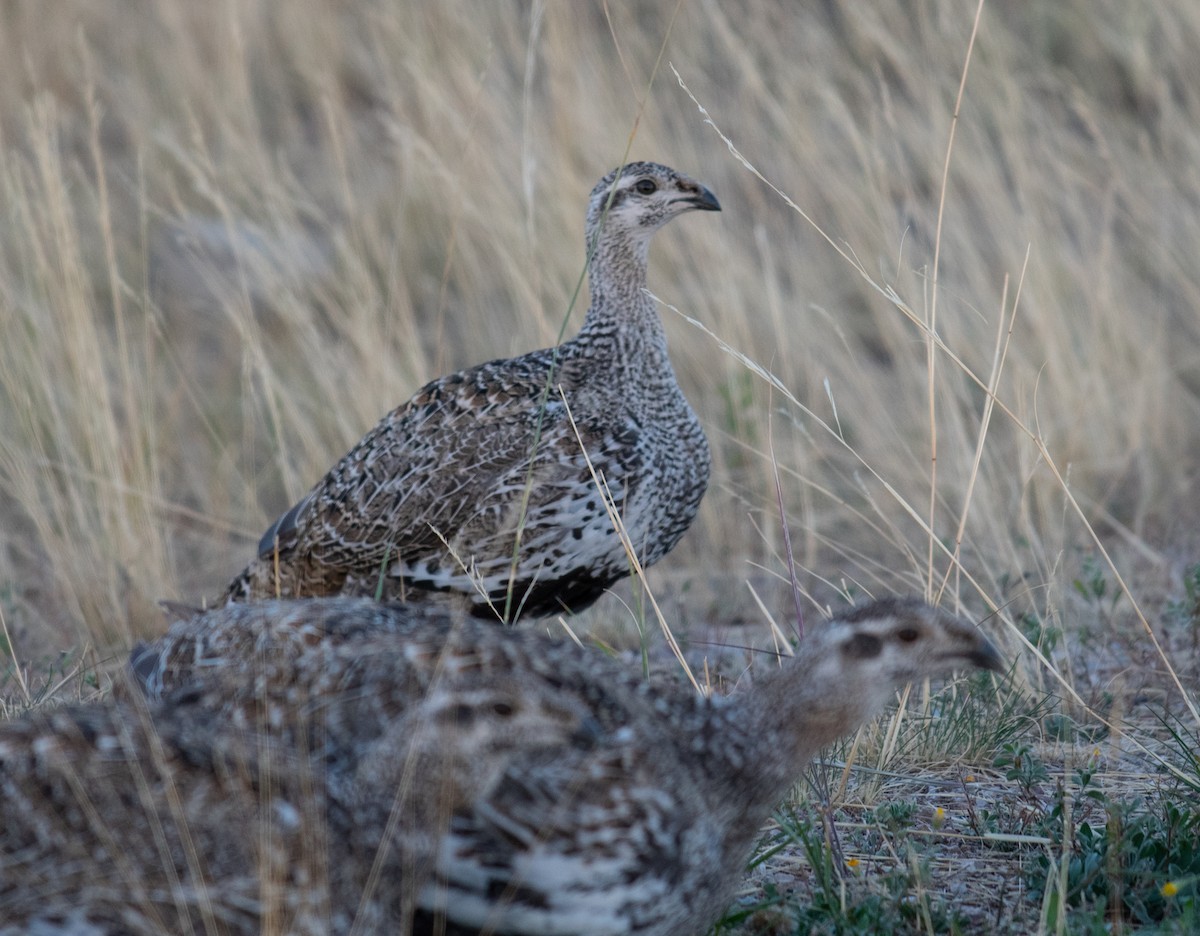 Greater Sage-Grouse - ML609762806