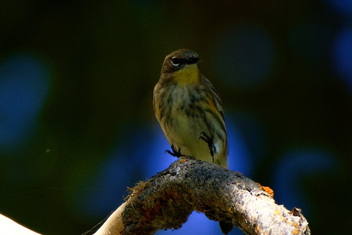 Yellow-rumped Warbler (Audubon's) - ML609762817