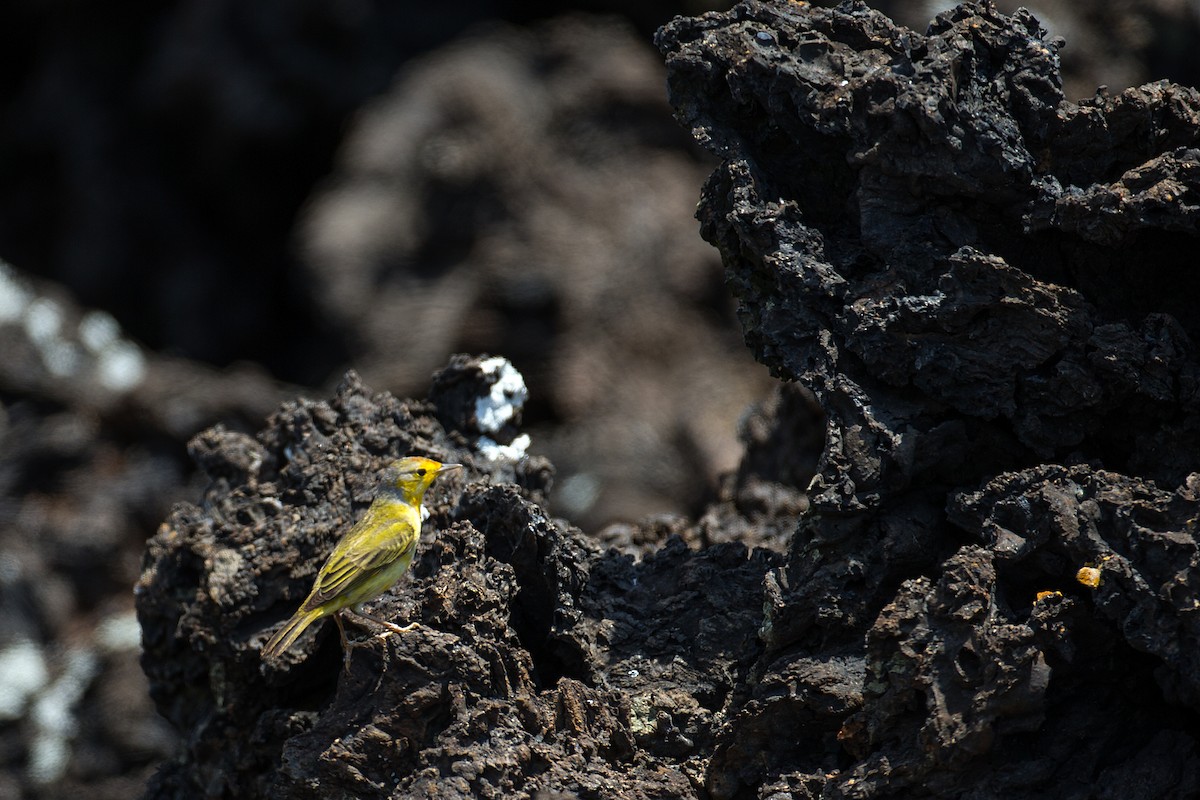 Yellow Warbler (Galapagos) - ML609763685