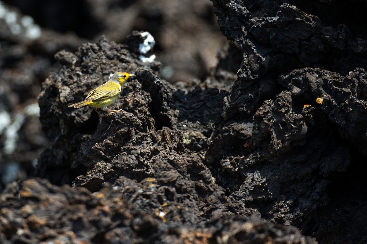 Yellow Warbler (Galapagos) - ML609763687