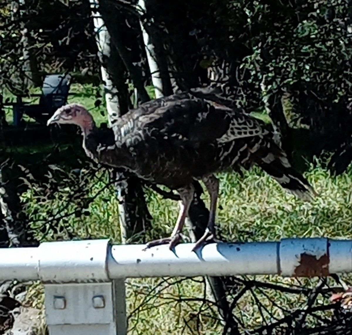 Wild Turkey (Domestic type) - ML609763745