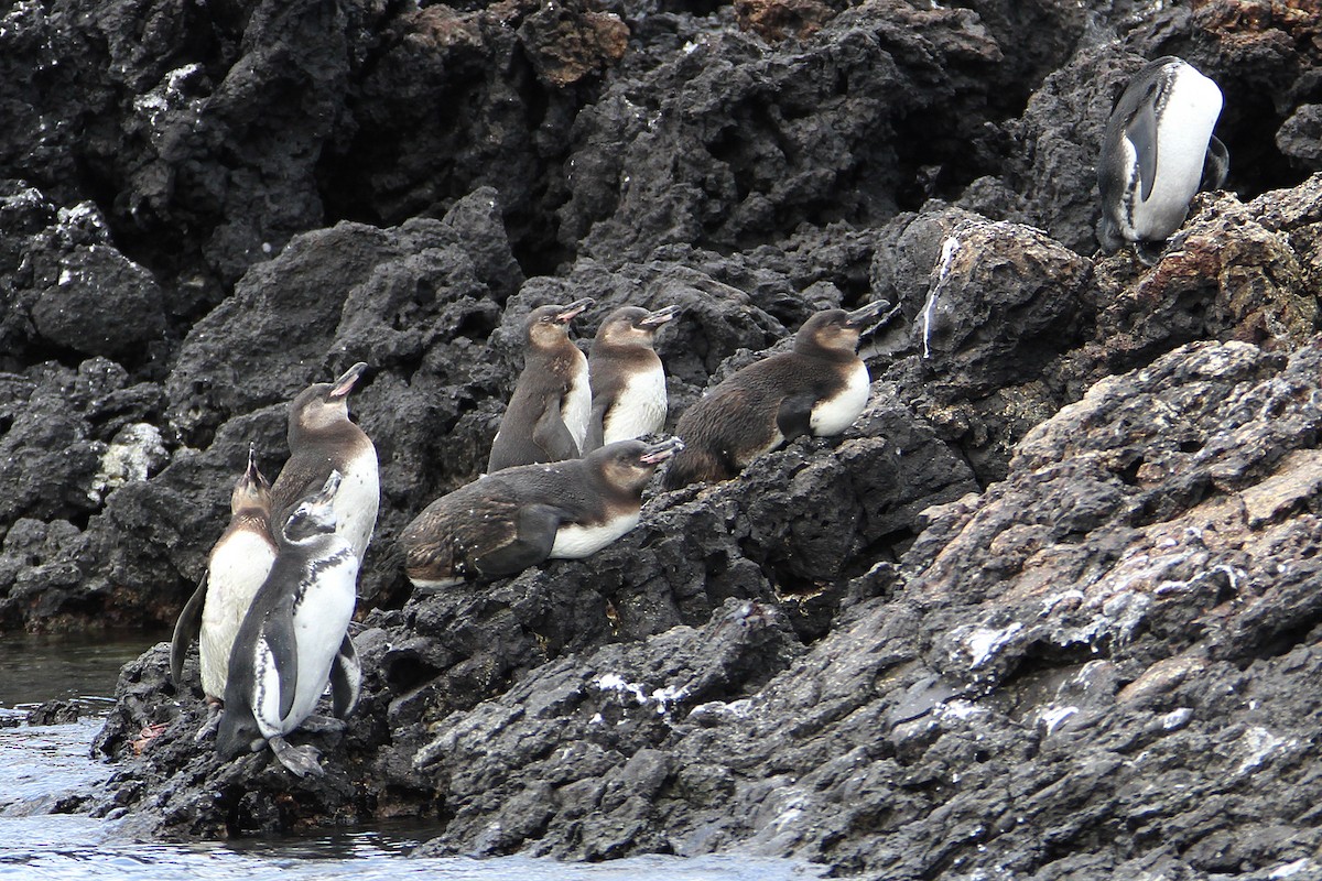 Galapagos Penguin - ML609763808