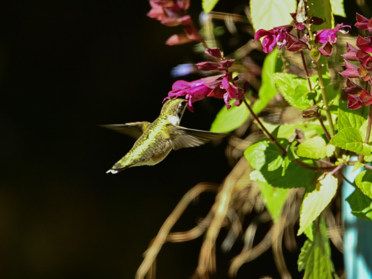 Ruby-throated Hummingbird - ML609763972