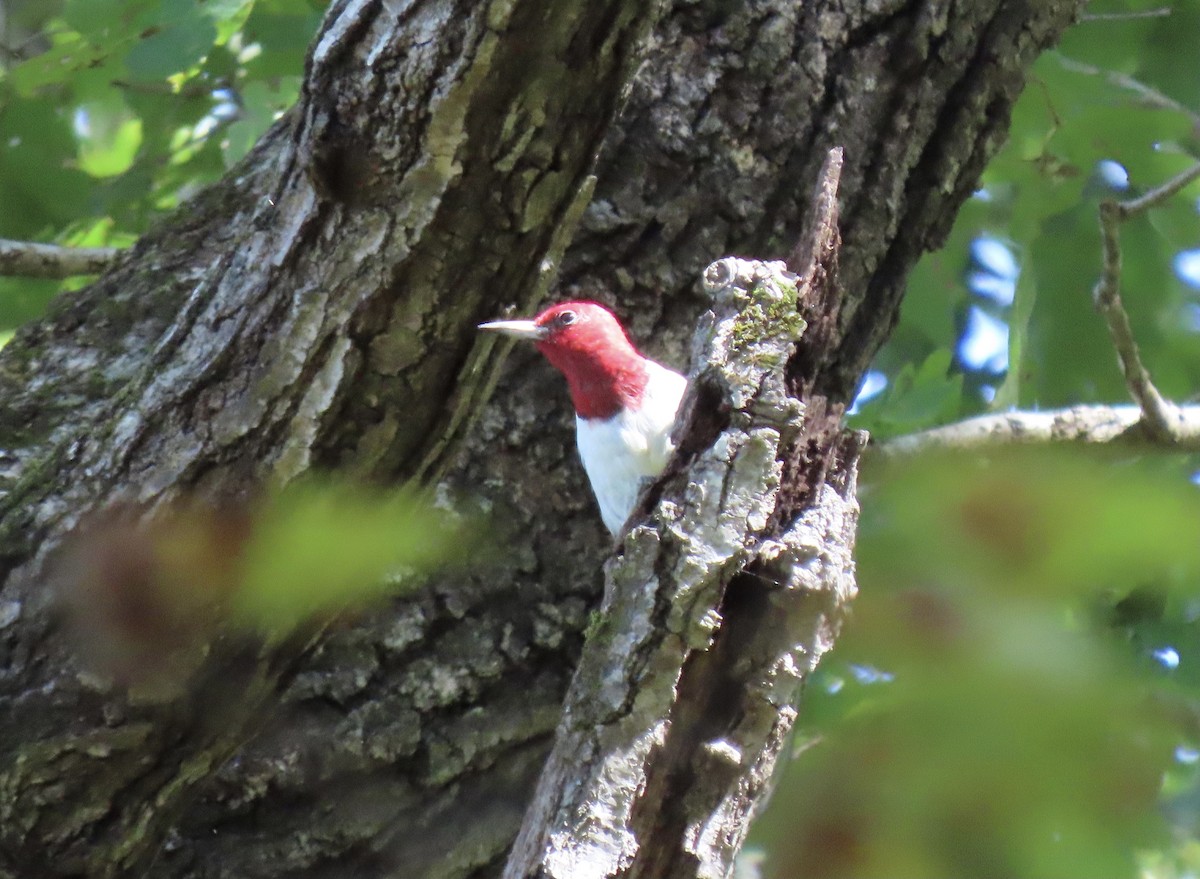 Red-headed Woodpecker - ML609764251