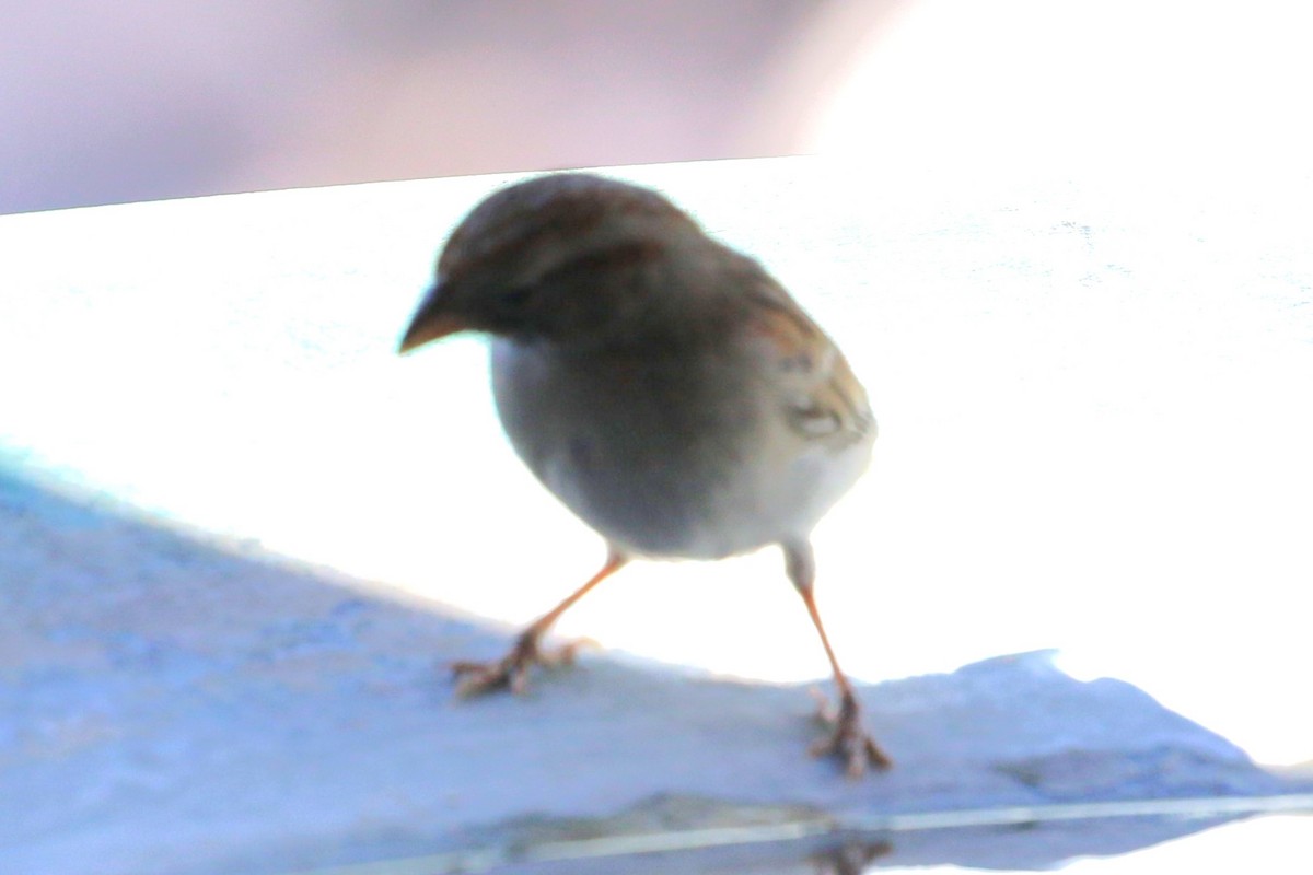 Rufous-winged Sparrow - ML609764253