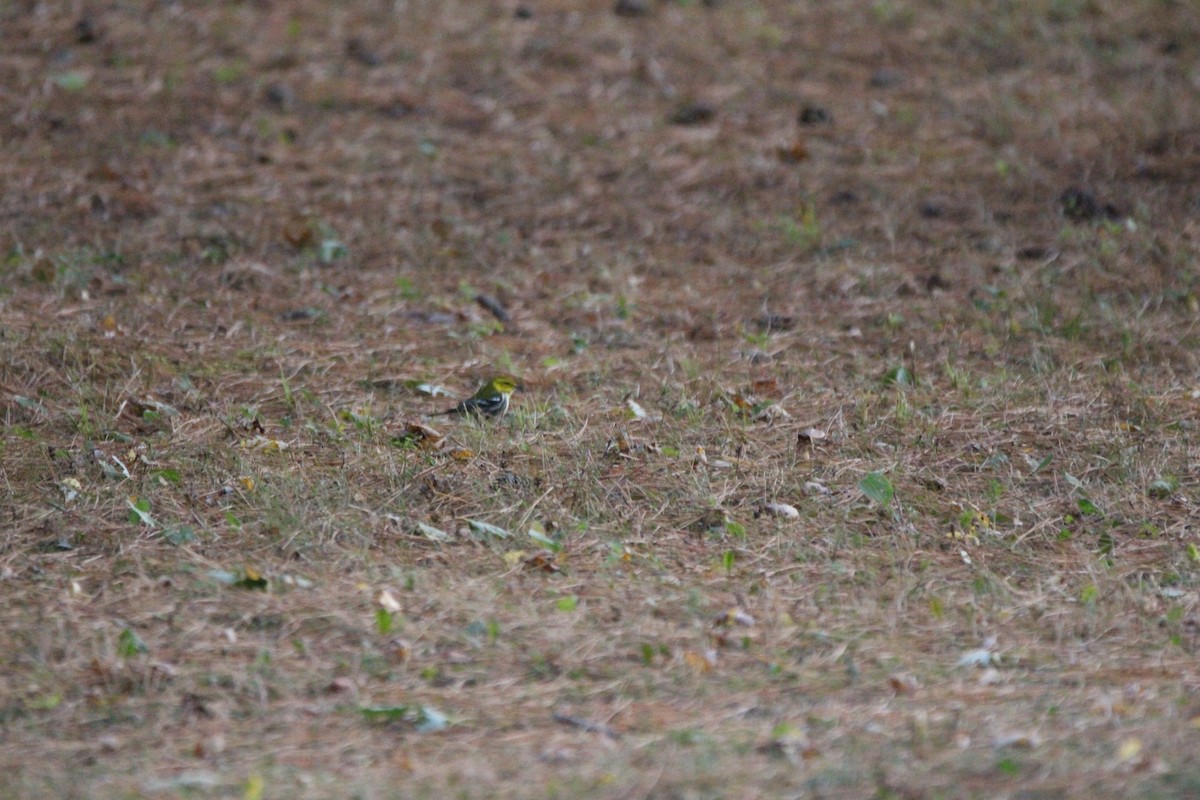 Black-throated Green Warbler - ML609764275