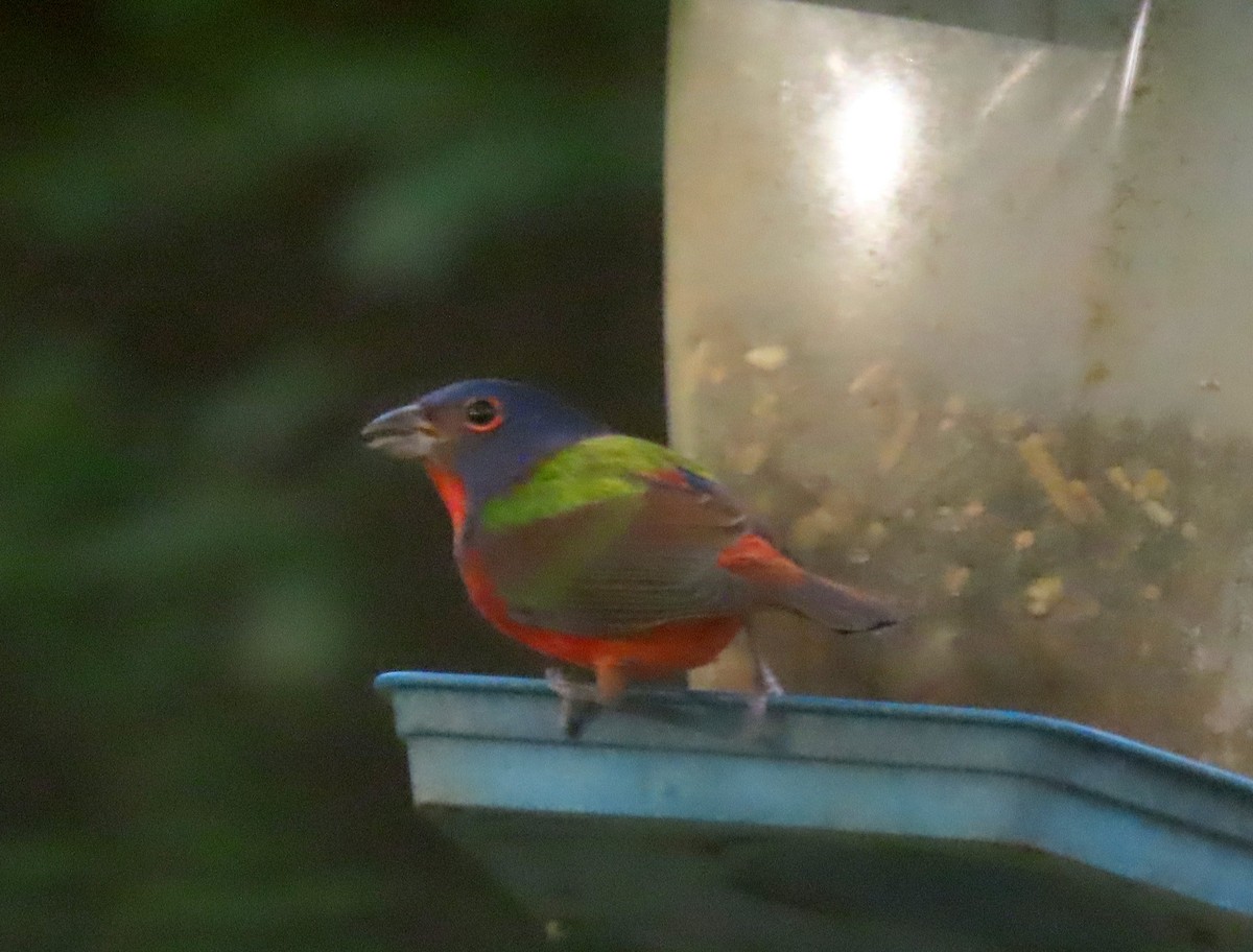 Painted Bunting - ML609764756