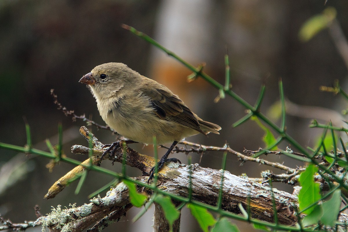Small Tree-Finch - Anonymous