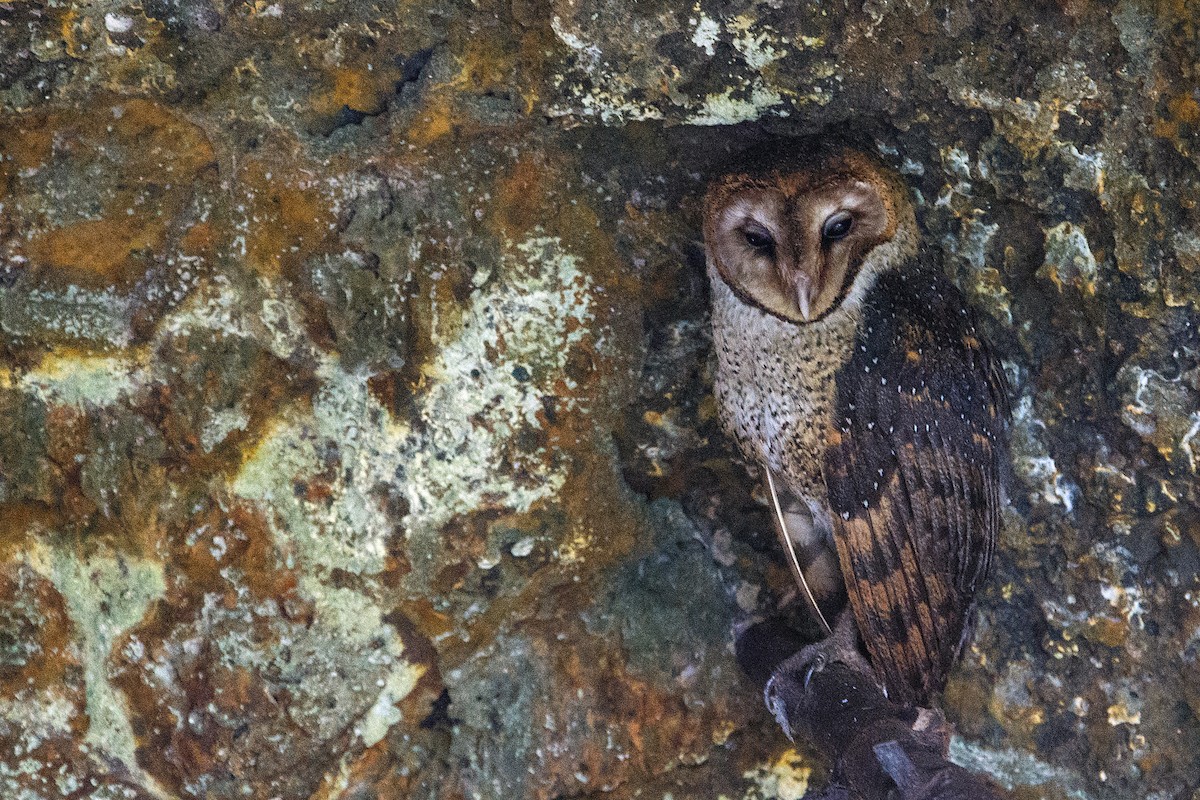 Barn Owl (Galapagos) - ML609765027