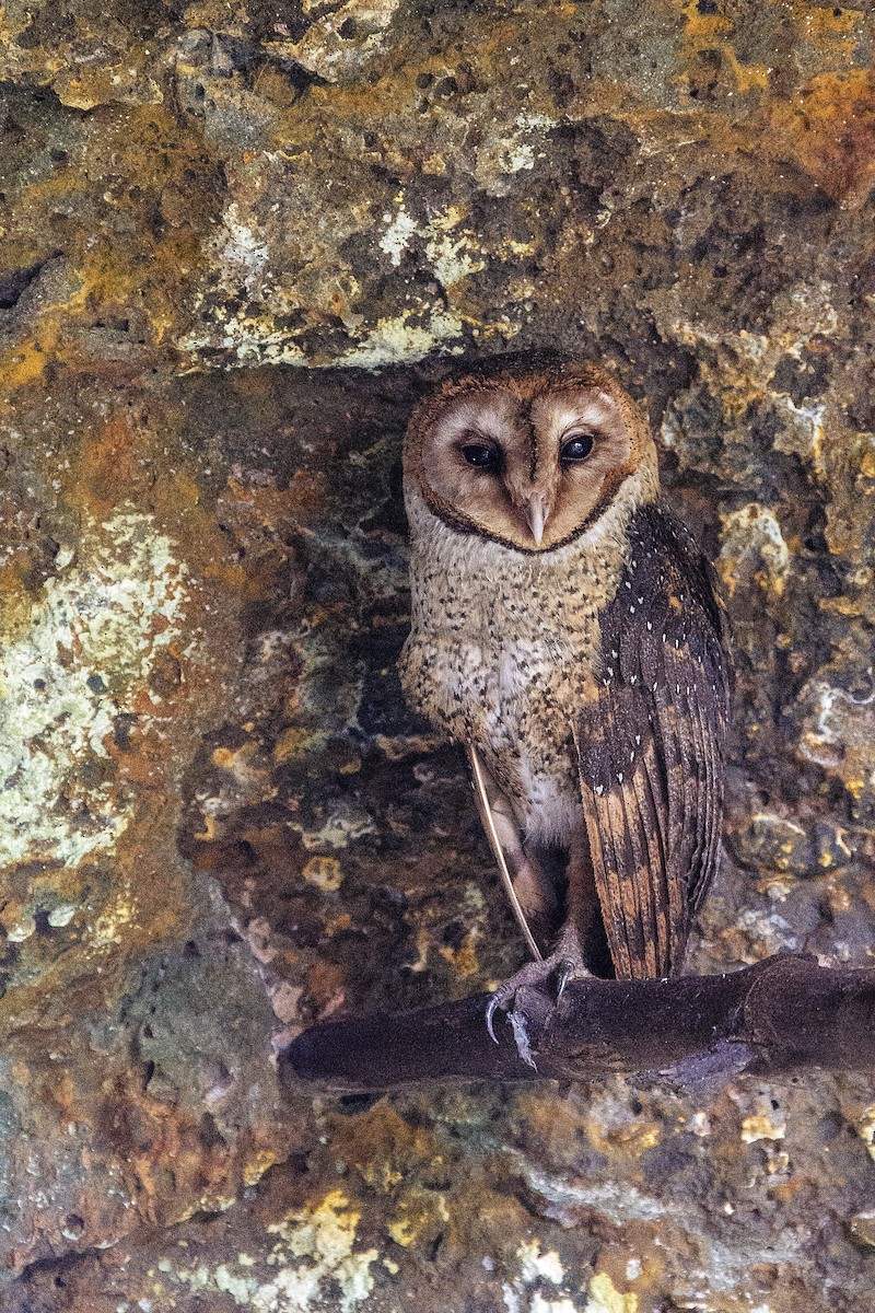 Barn Owl (Galapagos) - ML609765028