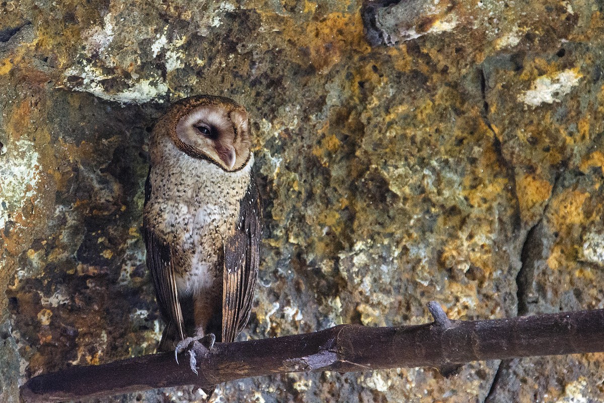 Barn Owl (Galapagos) - ML609765032