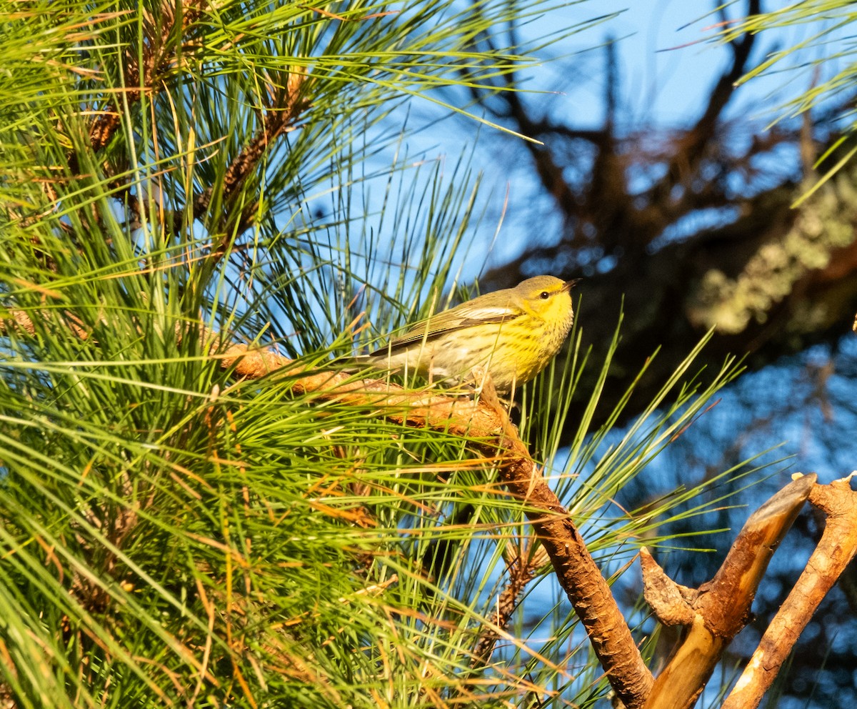 Cape May Warbler - ML609765102