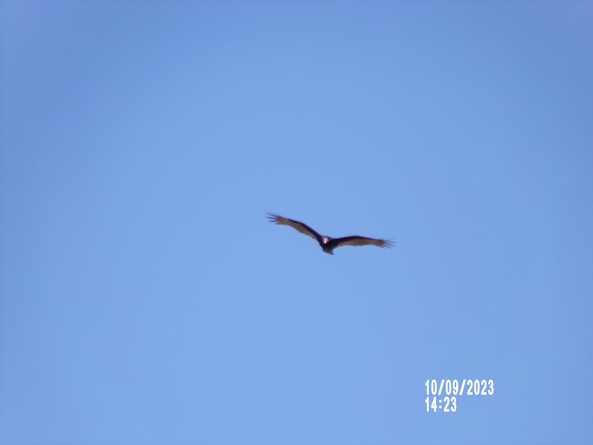 Turkey Vulture - ML609765193