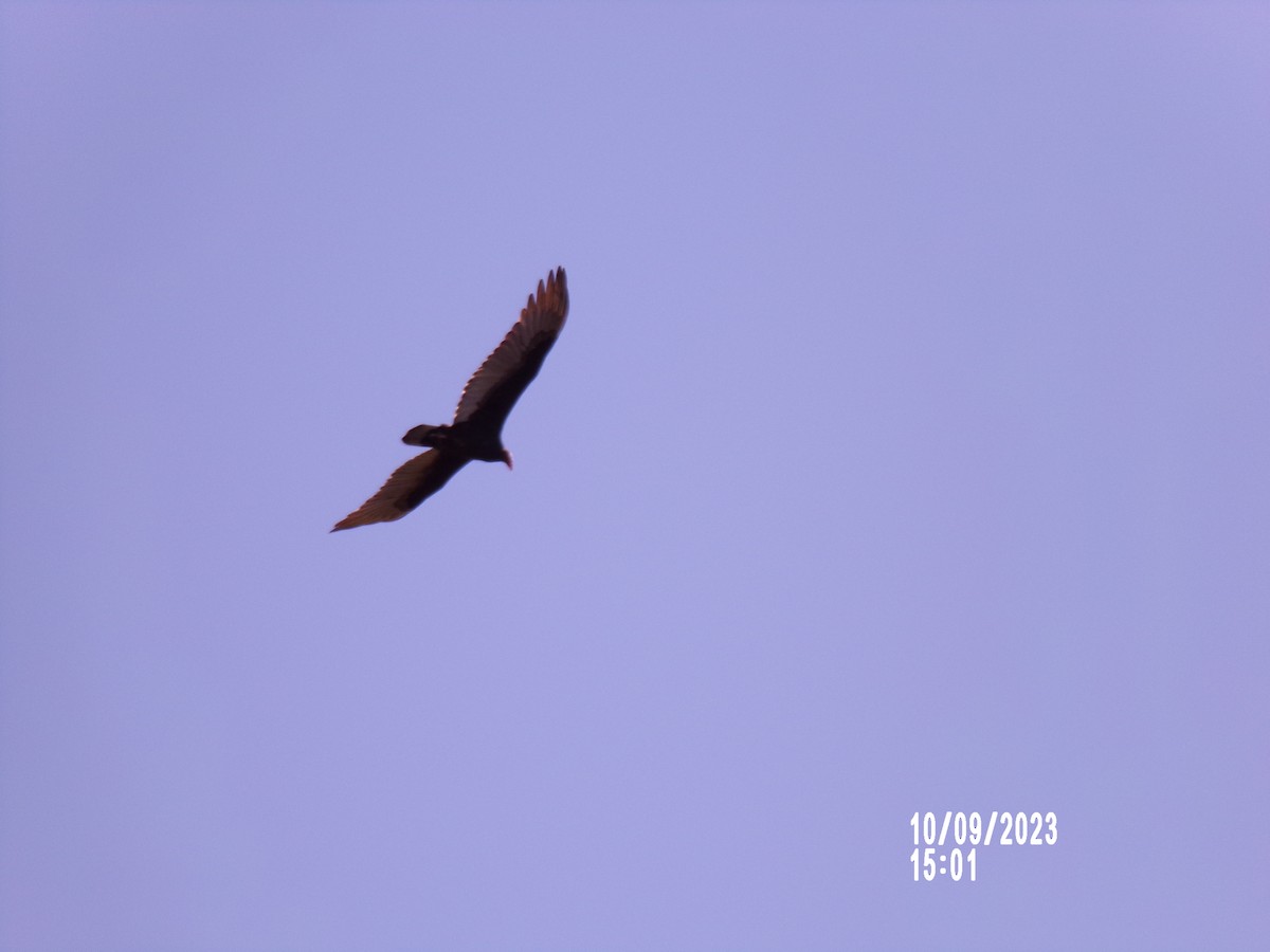 Turkey Vulture - ML609765201