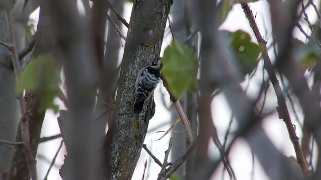 Lesser Spotted Woodpecker - ML609765336