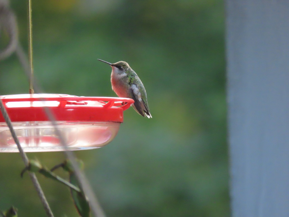 Ruby-throated Hummingbird - ML609765438