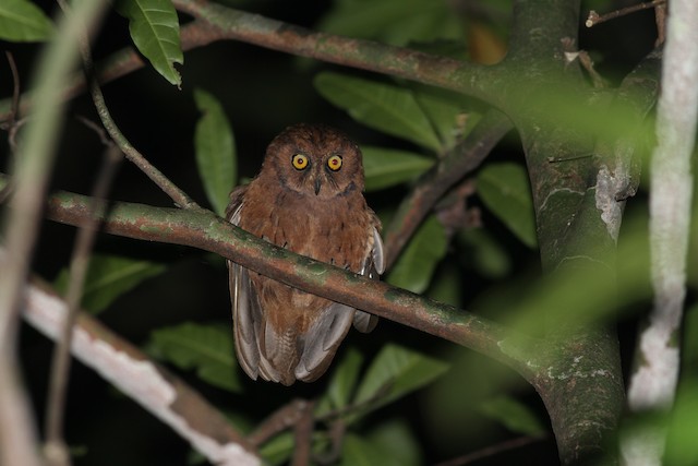 Photos - Principe Scops-Owl - Otus bikegila - Birds of the World