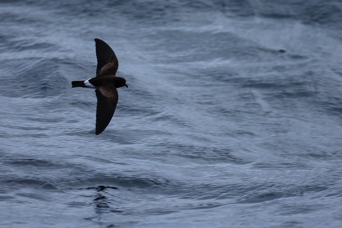 Band-rumped Storm-Petrel - Anonymous