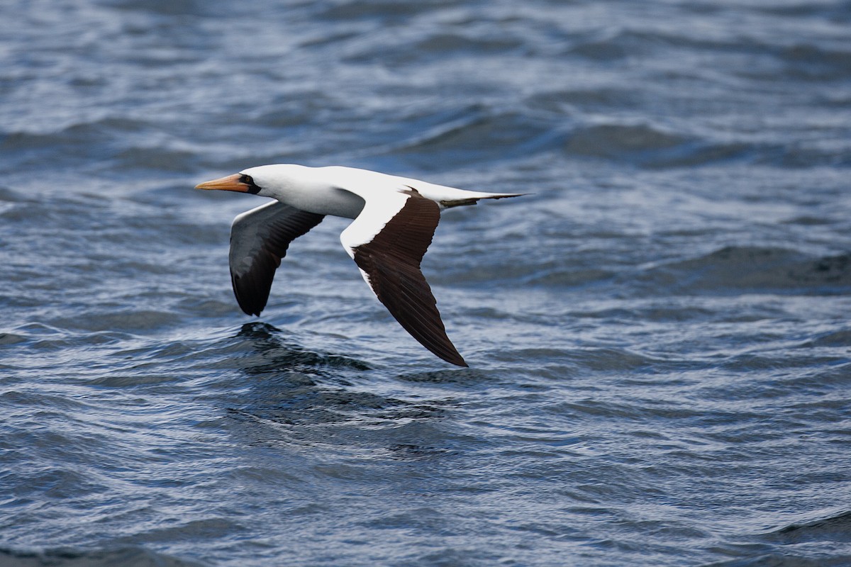Nazca Booby - Anonymous