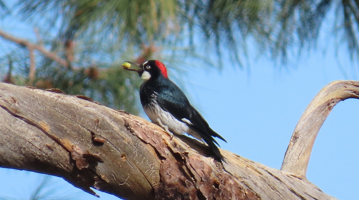 Acorn Woodpecker - ML609766327