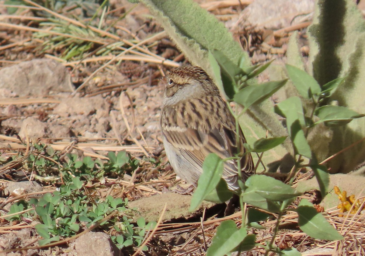 Chipping Sparrow - Merri R