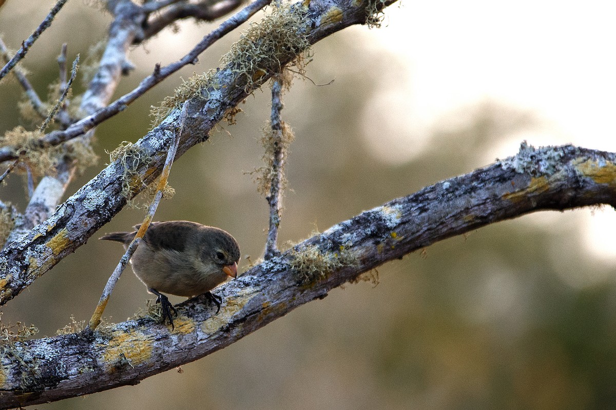 Small Tree-Finch - Anonymous