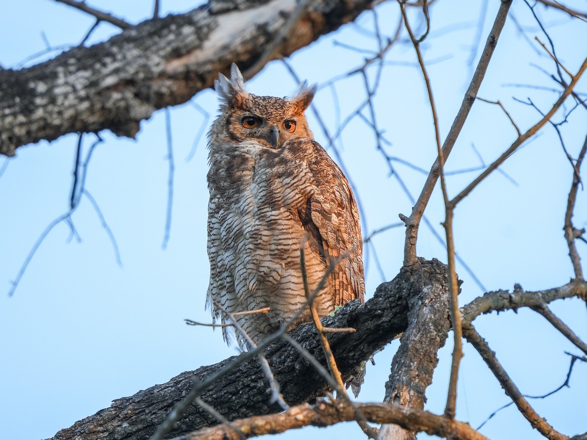 Great Horned Owl - ML609766810