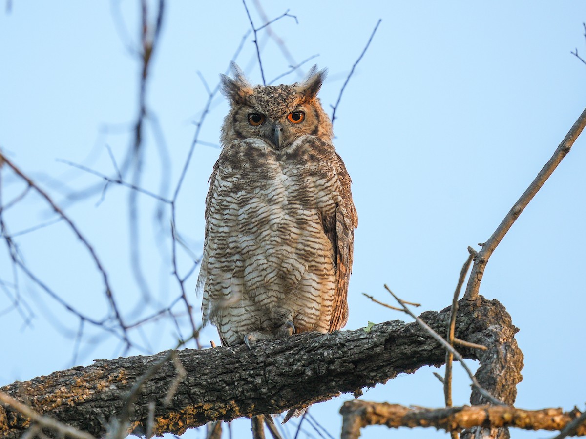 Great Horned Owl - ML609766811