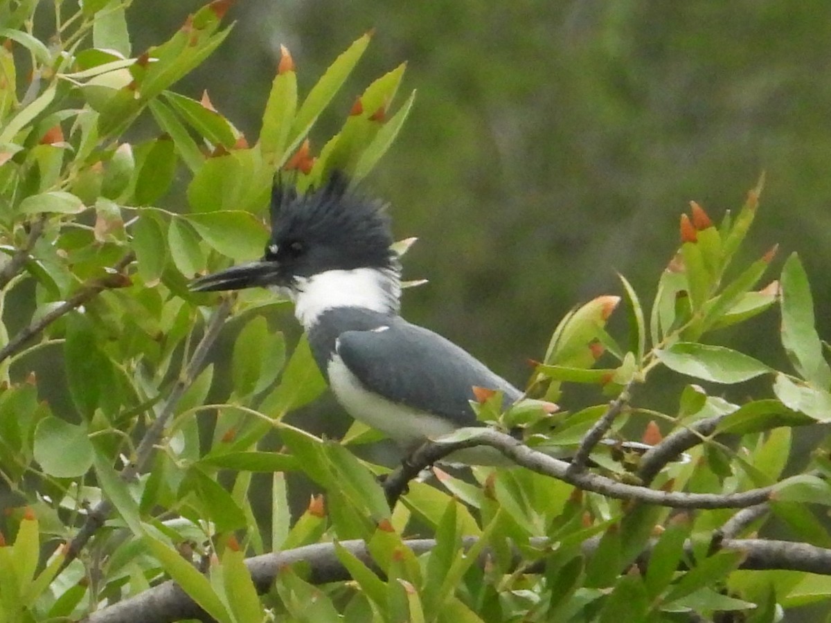 Belted Kingfisher - ML609766818