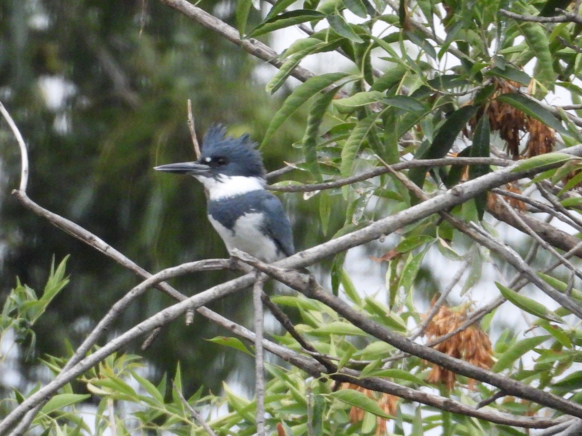 Belted Kingfisher - ML609766823