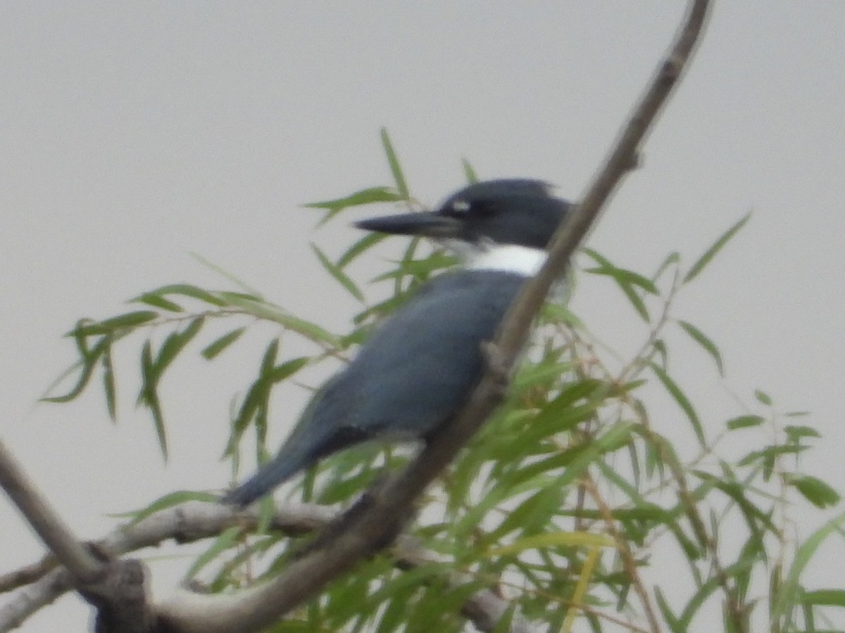 Belted Kingfisher - ML609766838