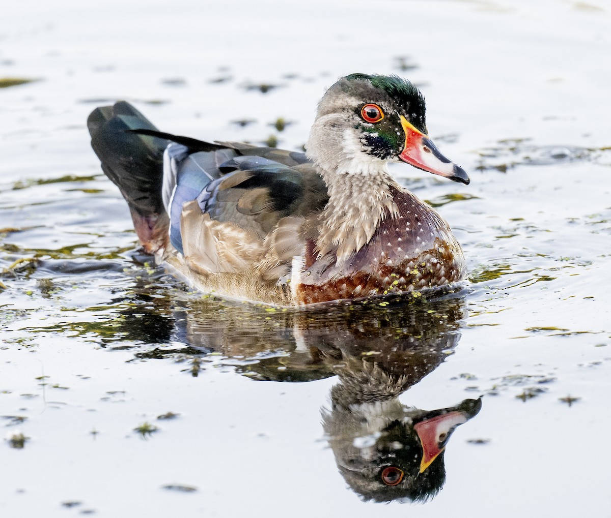 eBird Checklist 8 Oct 2023 Kensington MetroparkLivingston Co