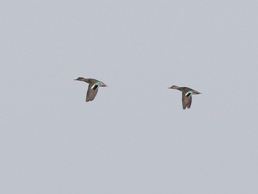 Green-winged Teal - ML609767140