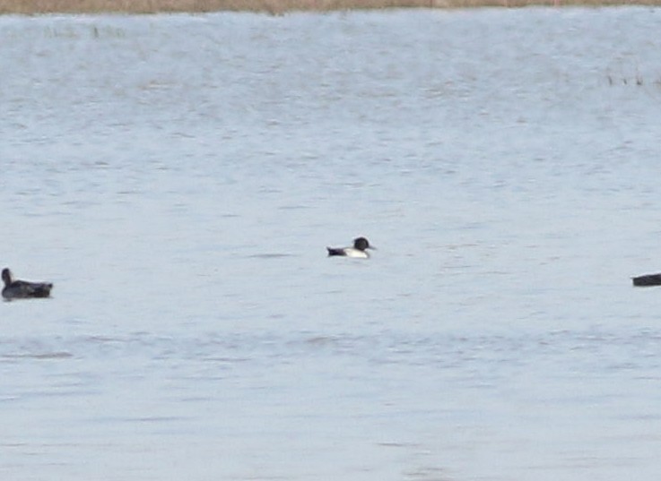 Tufted Duck - ML609767167