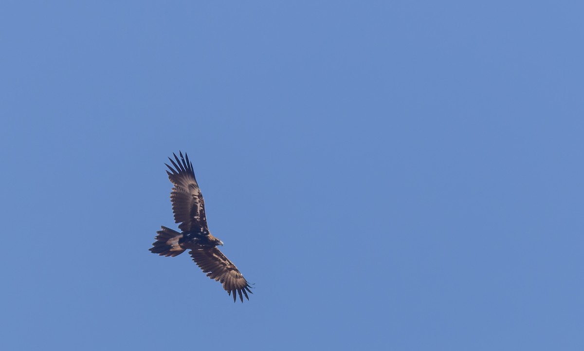 Wedge-tailed Eagle - ML609767414