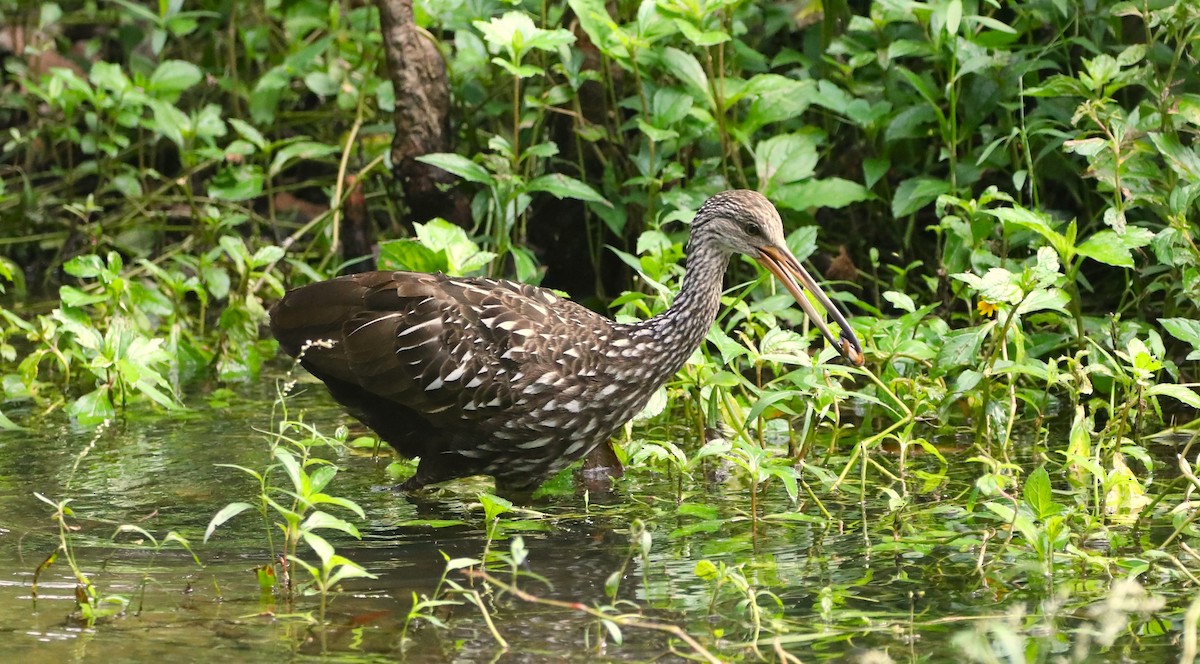 eBird Checklist 9 Oct 2023 Mead Botanical Gardens 40 species