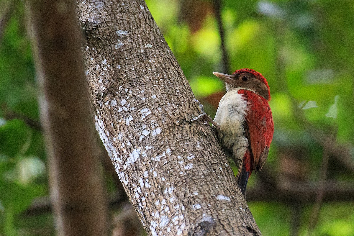 Scarlet-backed Woodpecker - ML609768209