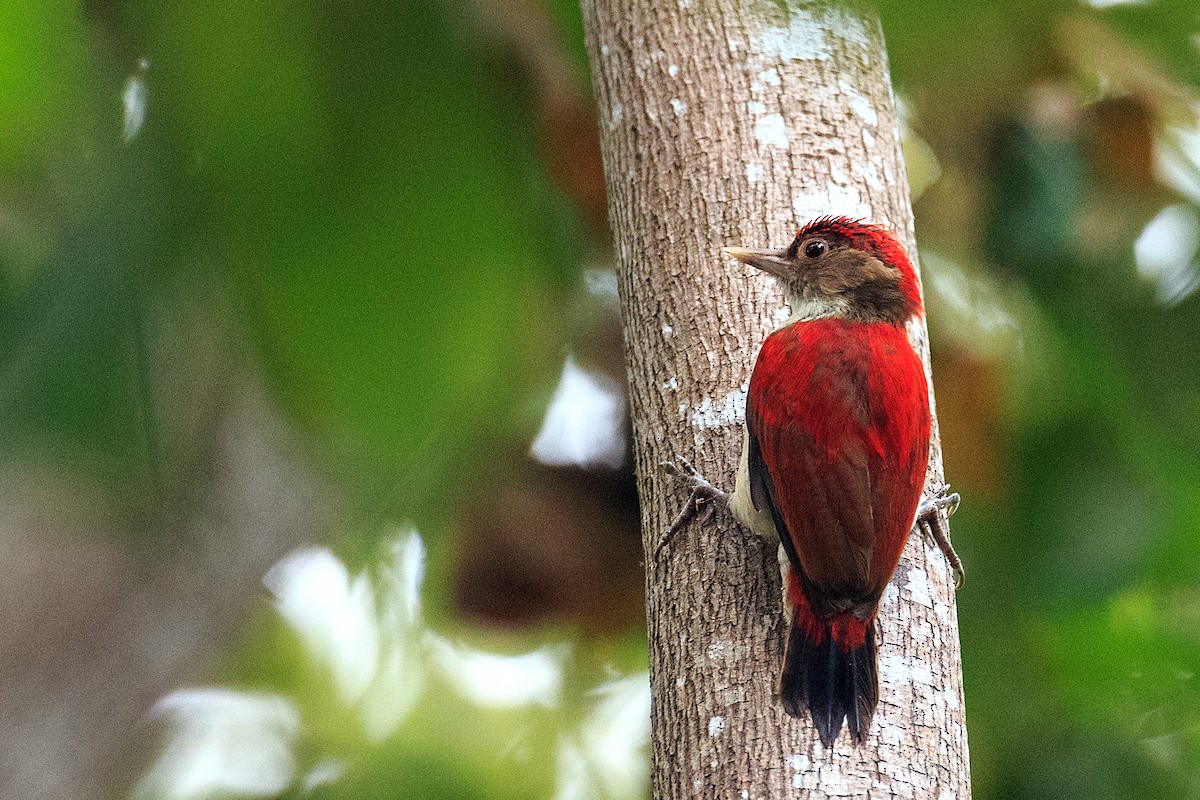 Scarlet-backed Woodpecker - ML609768210