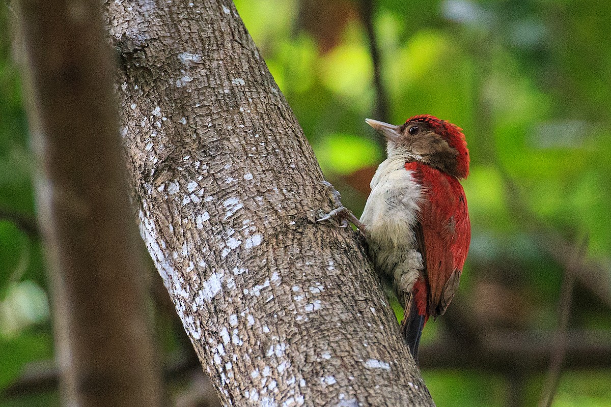 Scarlet-backed Woodpecker - ML609768211