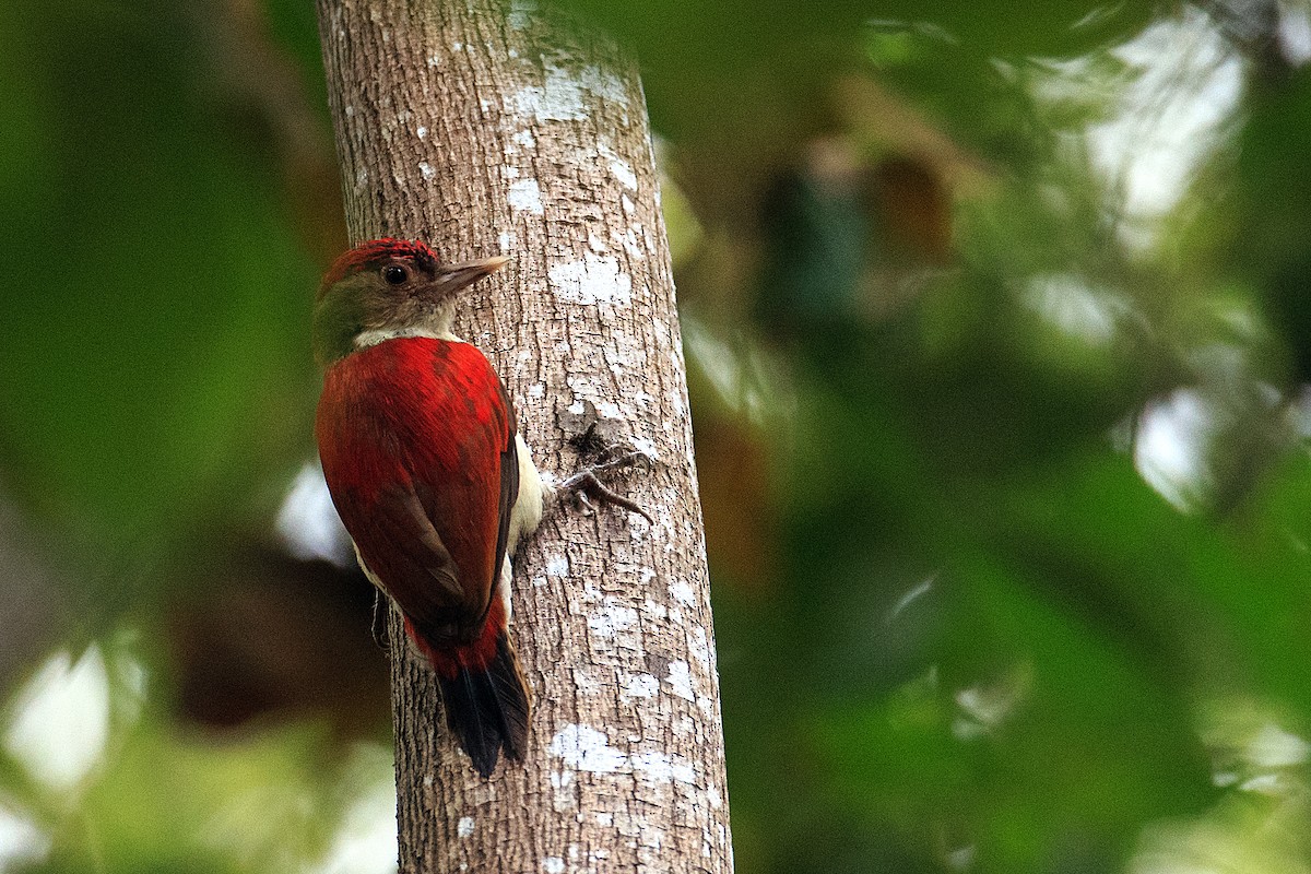 Scarlet-backed Woodpecker - ML609768212