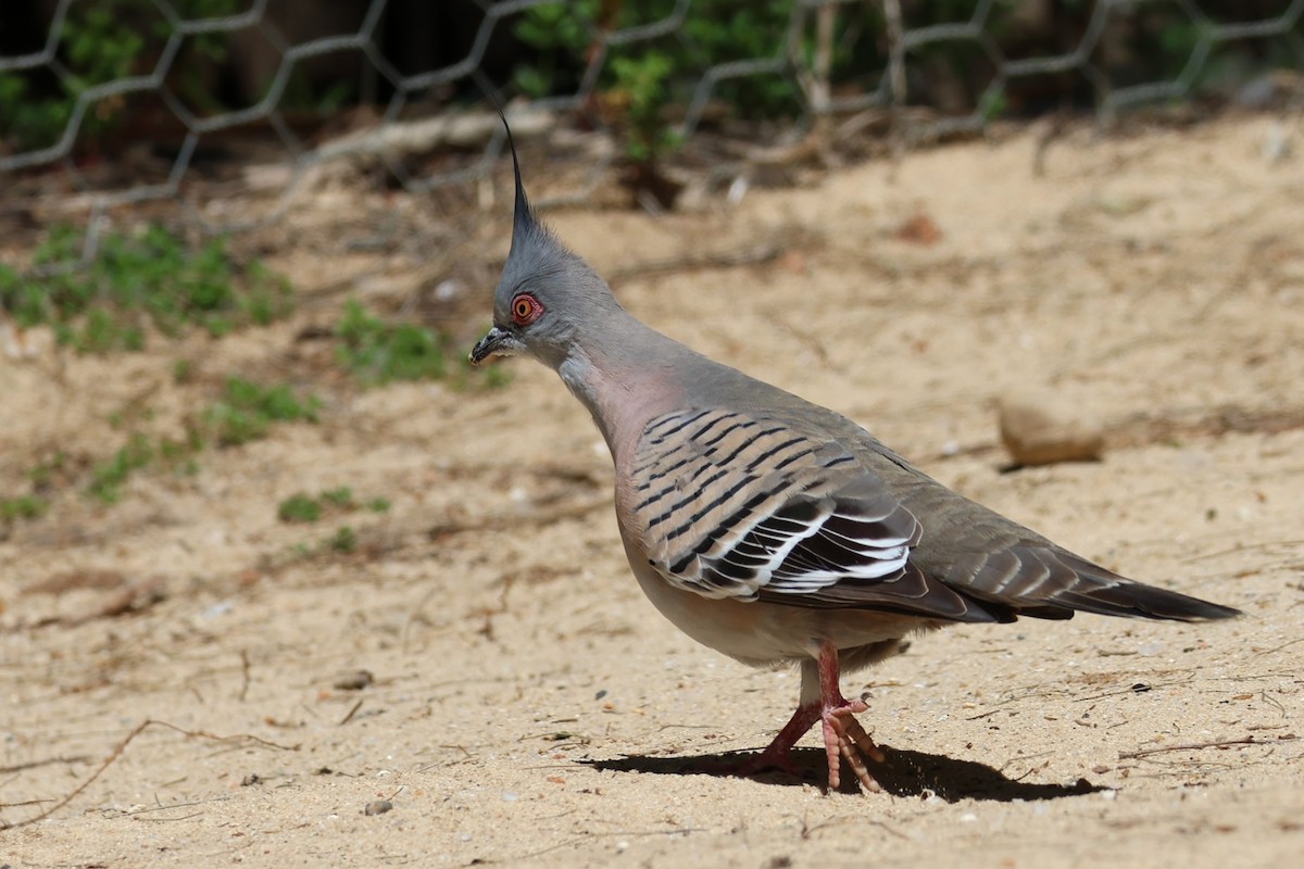 Crested Pigeon - ML609768730