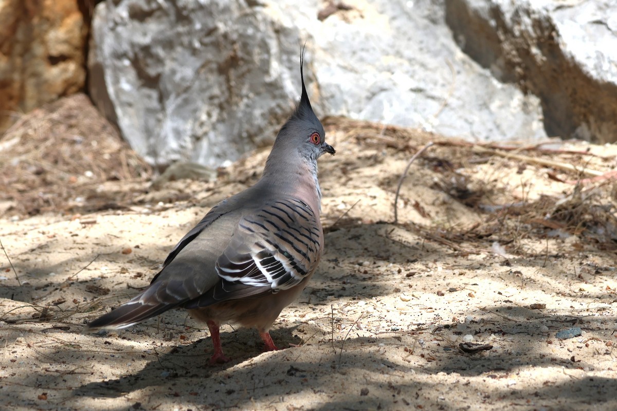 Crested Pigeon - ML609768731
