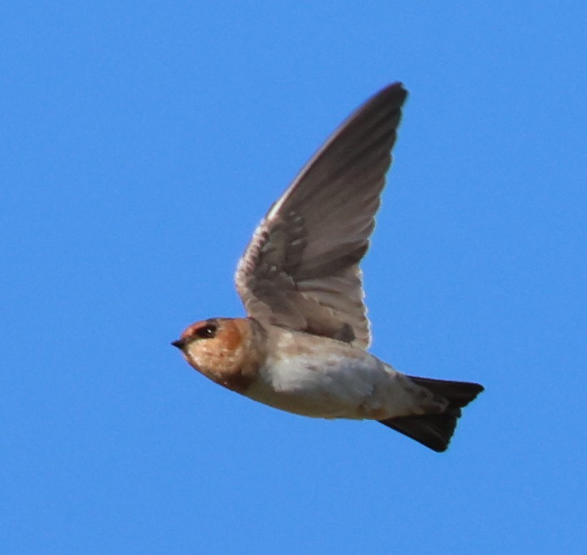 Cave Swallow - ML609768739