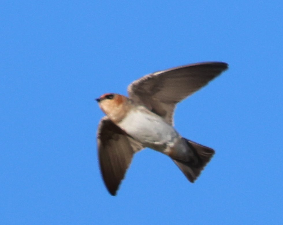 Cave Swallow - ML609768740