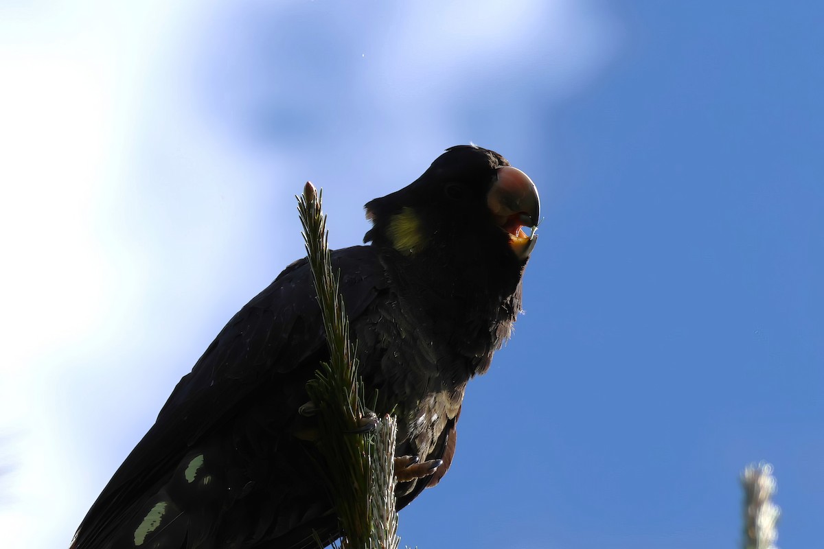 Yellow-tailed Black-Cockatoo - ML609768743