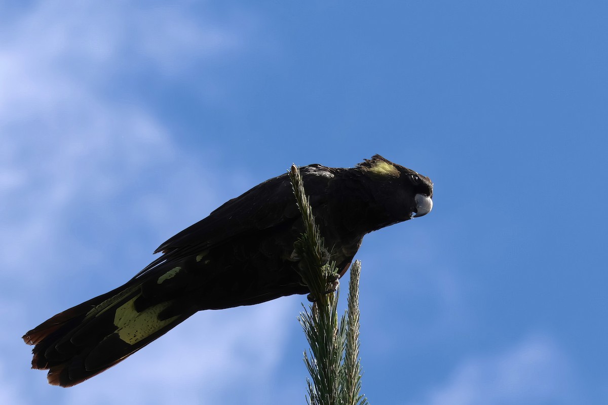 Yellow-tailed Black-Cockatoo - ML609768750