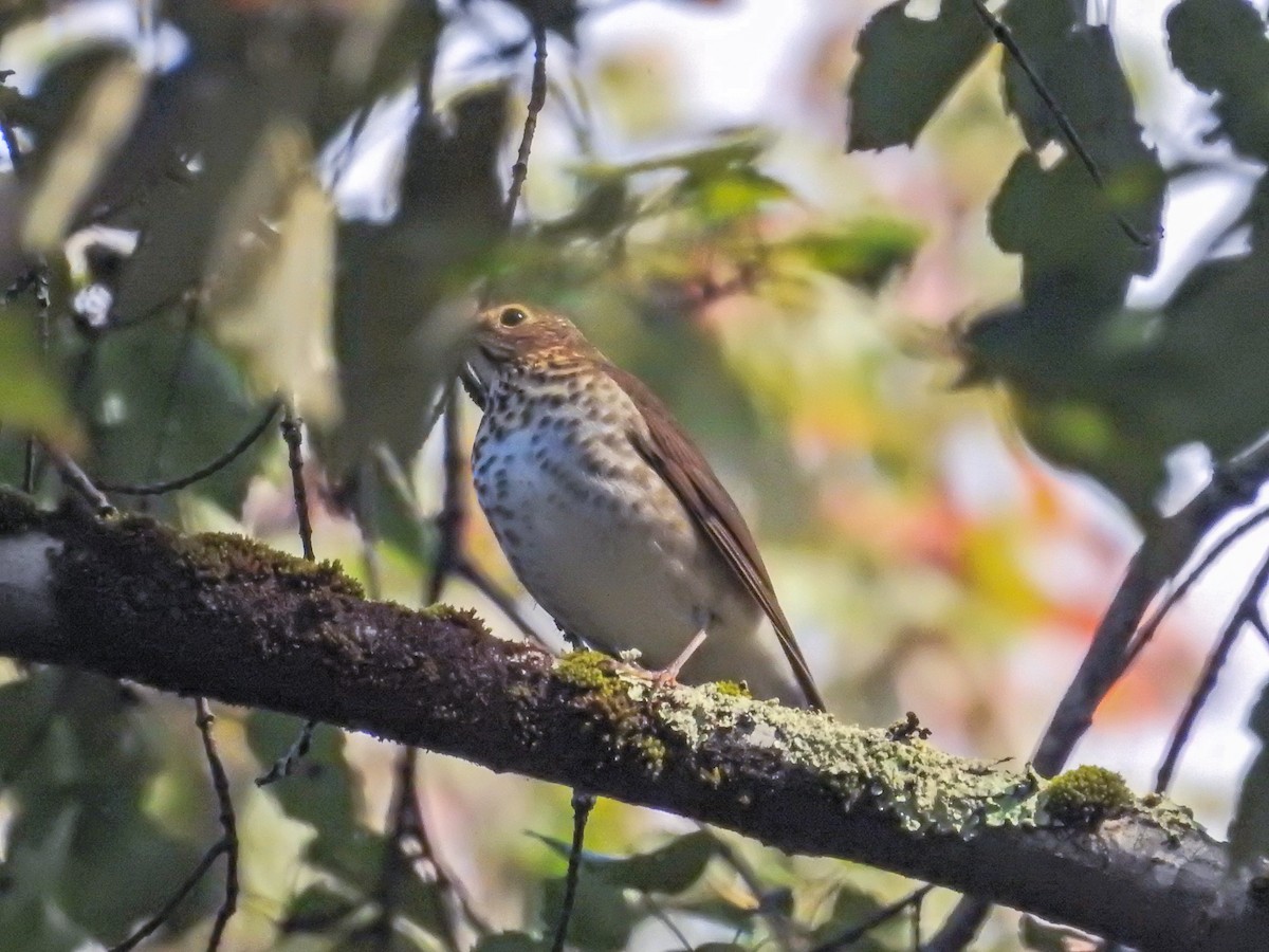 eBird Checklist - 30 Sep 2023 - Shady Valley--Schoolyard Springs